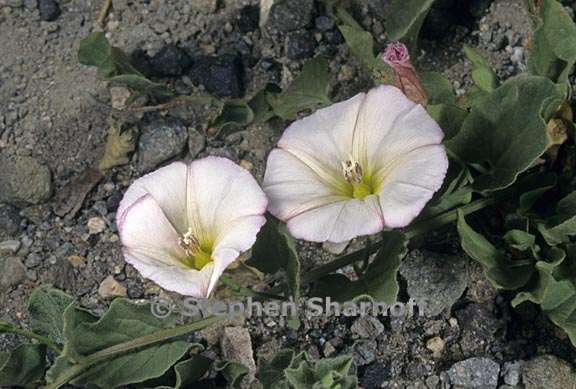 convolvulus arvensis 3 graphic